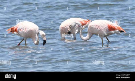 chilean flamingos phoenicopterus chilensis   shallow sea