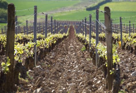 Mercurey Wine Region In Burgundy France