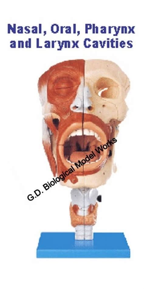 Nasal Oral Pharynx And Larynx Cavities Model And Median Sagittal