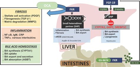 Clinical Updates In Primary Biliary Cholangitis Trends Epidemiology Diagnostics And New