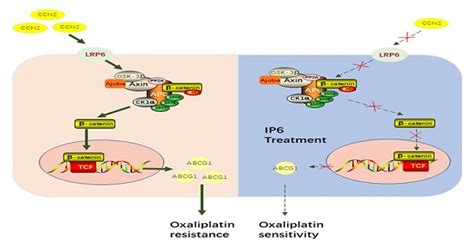 Inositol Hexaphosphate Sensitizes Hepatocellular Carcinoma To