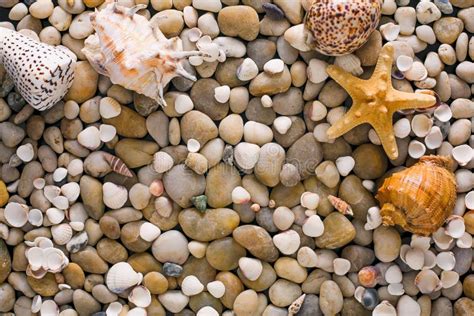 Conchiglie E Fondo Dei Ciottoli Pietre Naturali Della Spiaggia