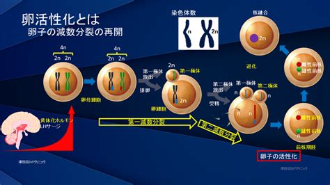 「顕微授精での受精障害」 津田沼ivfクリニック Tsudanuma Ivf Clinicのブログ