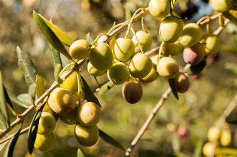 Olive Tree Leaves Turning Yellow