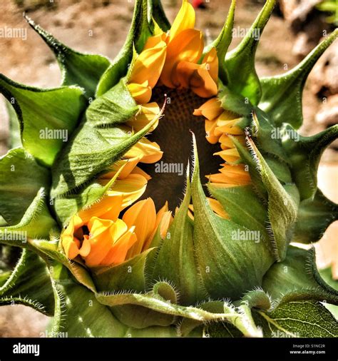 Sunflower Helianthus Annuus Stock Photo Alamy