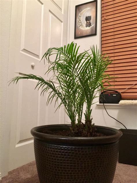 Pygmy Date Palm Care In Pot For A Variety Vodcast Stills Gallery