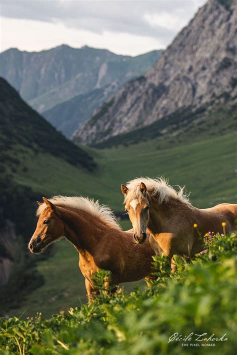 Haflinger In The Austrian Mountains Of Tyrol Almsommer Haflinger