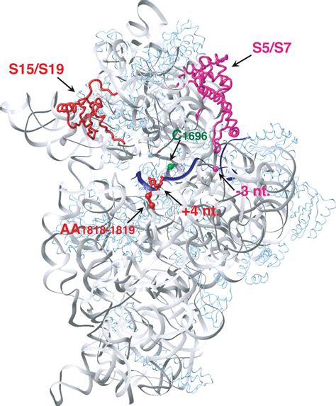 Specific Functional Interactions Of Nucleotides At Key And