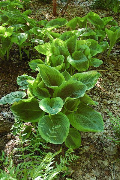 Frances Williams Hosta Variegated Blue Green Leaves