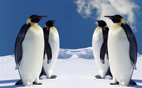 1920x1200 / penguins animals birds wallpaper - Coolwallpapers.me!