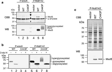 Western Blot Analysis Of Secreted And Intracellular Msds Proteins Download Scientific Diagram