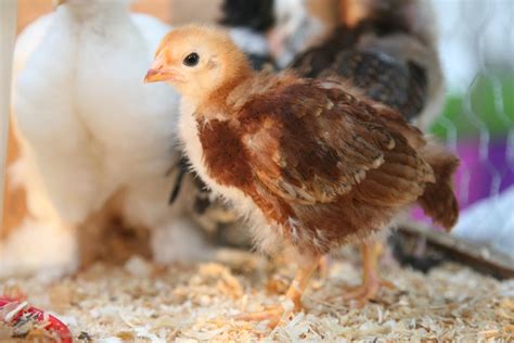 1,000+ Best Chick Photos · 100% Free Download · Pexels Stock Photos