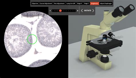 Virtual D Microscope Lab For Students Offered By Osu Virtually