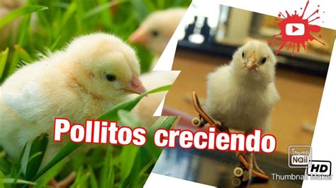 Pollitos Bebes Como Se Ven Y Como Cambian Al Crecer Youtube