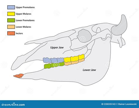 Découvrir 63 imagen formule dentaire humain fr thptnganamst edu vn