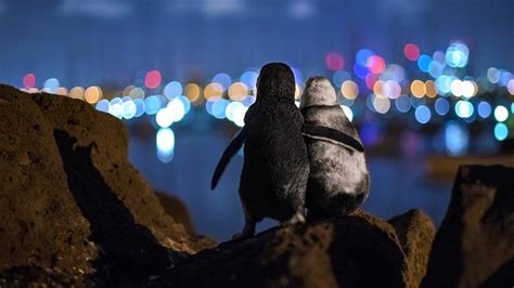 Widowed Penguins Hug In Award Winning Photo Bbc News