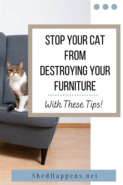 How To Stop Indoor Cats From Scratching Furniture At William Rodrigues Blog