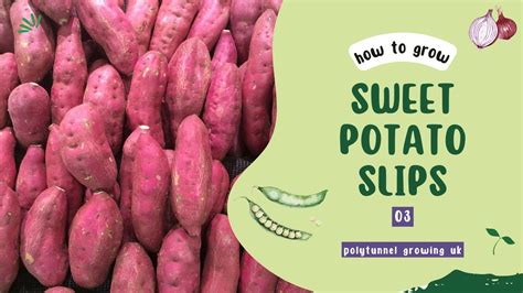 How To Grow Sweet Potatoes Slips Uk Youtube