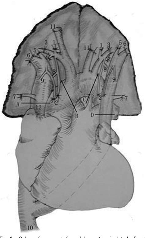 Figure 1 From A Model Of Isolated Vascular Whole Thymus