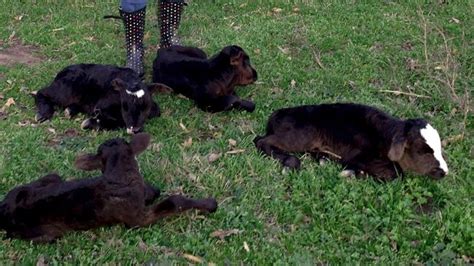 A mother cow has given birth to four calves in miracle birth | news.com