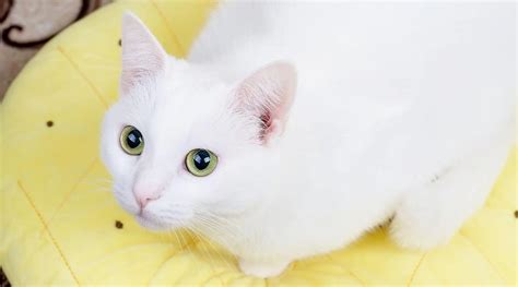 Turkish Angora Cat [Everything You Need to Know About Them]