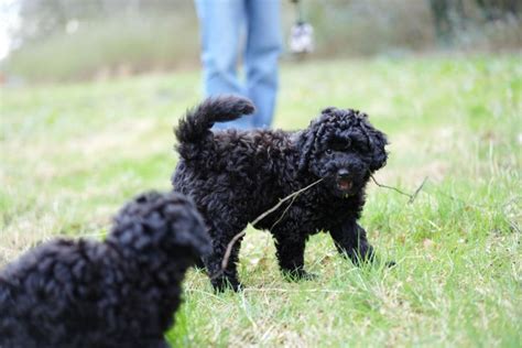 Maltipoo Welpen In Hamburg Mama Maltipoo X Papa Pudel In Hamburg