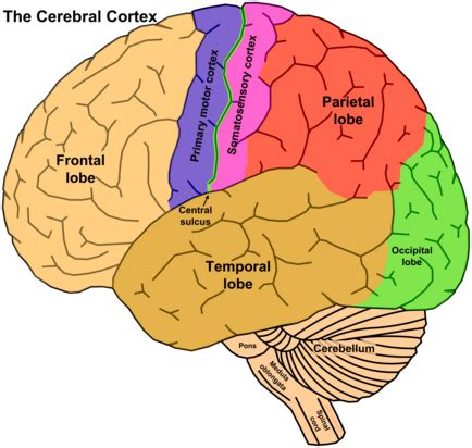 AP PSYCH MOD 12 CEREBRAL CORTEX Diagram Quizlet