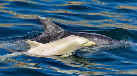 Bottlenose Dolphin Images