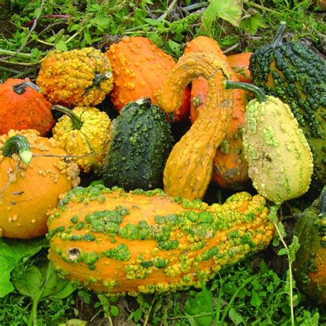 Twilley Seed Gourds