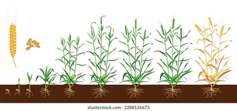 34 Life Cycle Rice Plant Growth Stock Vectors And Vector Art Shutterstock