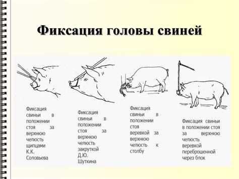 Фиксация и обездвиживание животных - презентация онлайн