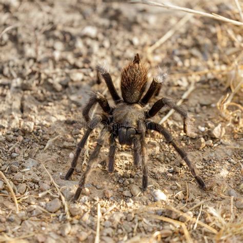 California Tarantula Male Adult Looking For A Female During Mating