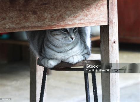 Silver Tabby Cat Under Table Stock Photo Download Image Now Animal