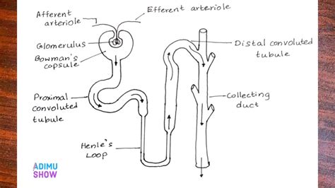 Label The Nephron Diagram