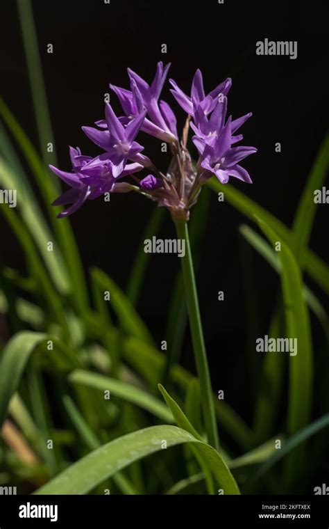 Agapanthus Pink