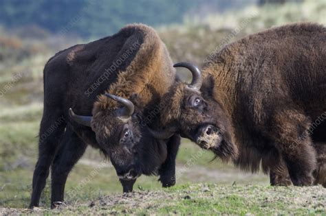 European Bison Fighting Stock Image C0588209 Science Photo Library