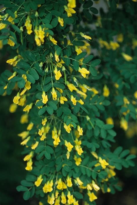 Caragana Arborescens Pendula Weeping Peashrub From Scotts Garden Centre