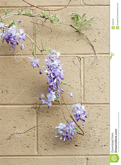 De Wijnstok Van Wisteria Op Muur Stock Afbeelding Image Of Muur