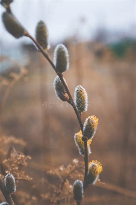 Blooming Willow Branch Beautiful Pussy Willow Flowers Stock Image Image Of Season Bright
