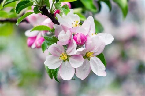 Manzano Floreciente Una Rama De Un Manzano Con Flores Blancas Y Rosas