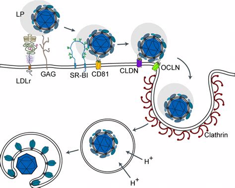 7 Entry Process Of Hcv Schematic Drawing Of The Proposed Entry