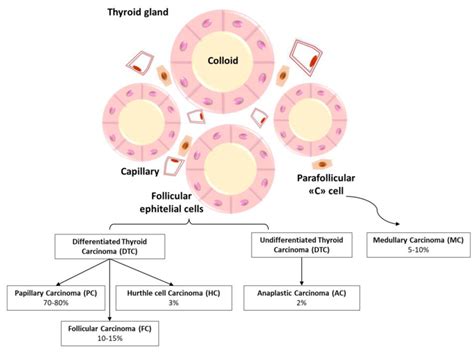 Classification Of Thyroid Cancers Tcs Thyroid Tumors Of Follicular