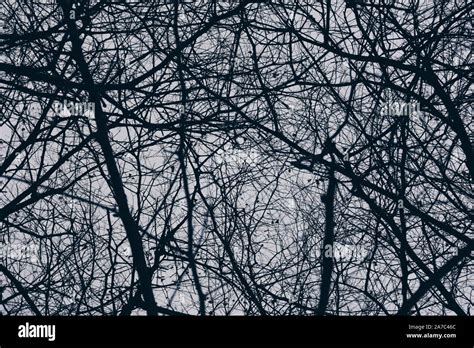 Scary Tree Silhouette Hi Res Stock Photography And Images Alamy