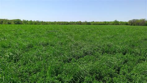 Observations In Agriculture Alfalfa And Orchard Grass Hay