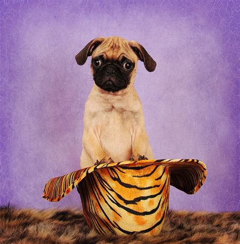 The Cowboy Pug Animal Photography Pets Pugs