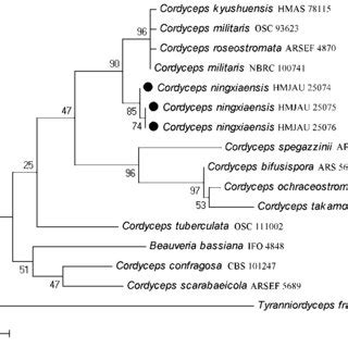 Maximum Likelihood Phylogram Inferred From Partial Its Sequence Data