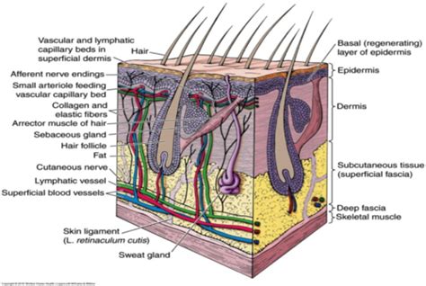 Integumentary System Flashcards Quizlet