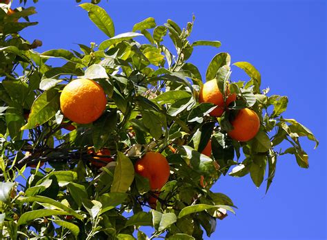 Five Hidden Reasons Behind The Wild Orange Tree | The Wild Orange Tree