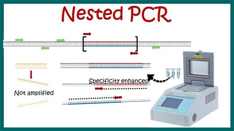 Nested Pcr Youtube