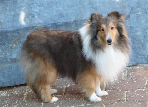 Hermoso Cachorro Pastor De Shetland Bi Color En Mercado Libre